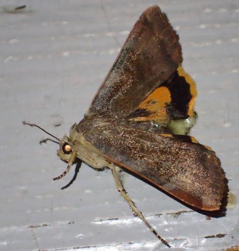 Réf. 354 842 : Noctua sp.